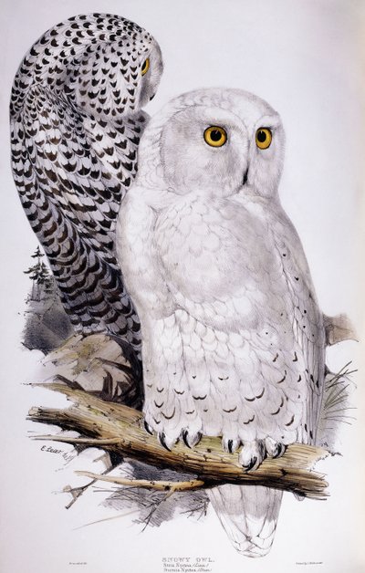 シロフクロウ、1832-1837 作： Edward Lear