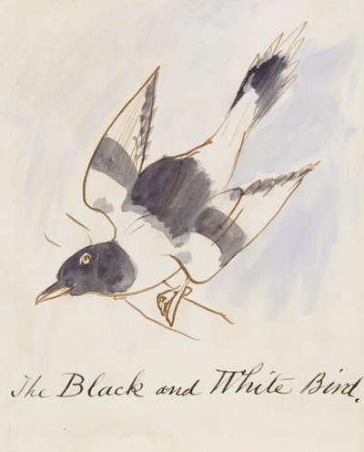 コミック鳥の16の図面からの黒と白の鳥（紙にペン＆インクWC） 作： Edward Lear