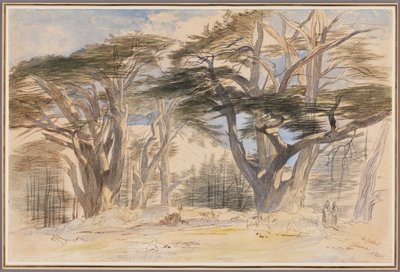 レバノン杉 作： Edward Lear