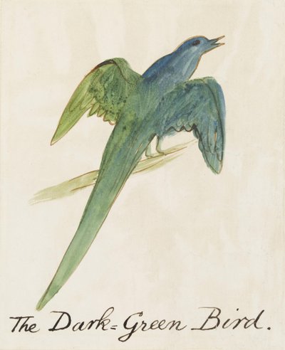 コミックバードの16の絵からのダークグリーンバード（紙にペンとインクWC） 作： Edward Lear