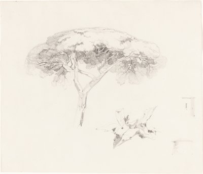傘松とその他の研究 作： Edward Lear