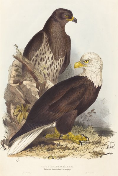 シロガシラワシ（Haliaetus leucocephalus） 作： Edward Lear