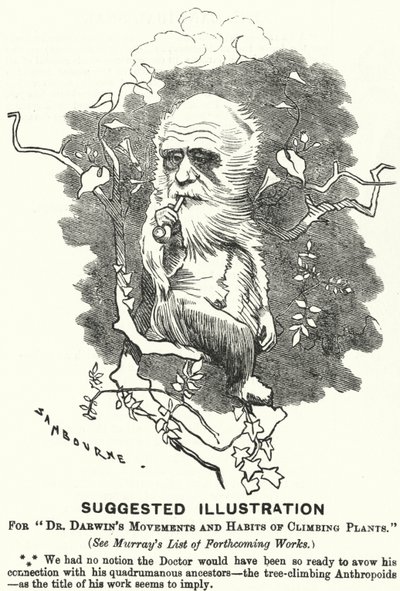 パンチの漫画。ダーウィン博士の "Movements and Habits of Climbing Plants "のためのイラストの提案（エングレーヴィング 作： Edward Linley (after) Sambourne