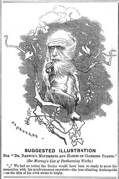 チャールズダーウィン、イギリスの博物学者、1875年 作： Edward Linley Sambourne