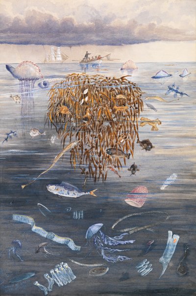 北大西洋の海の生物、1873年 作： Edward Roper
