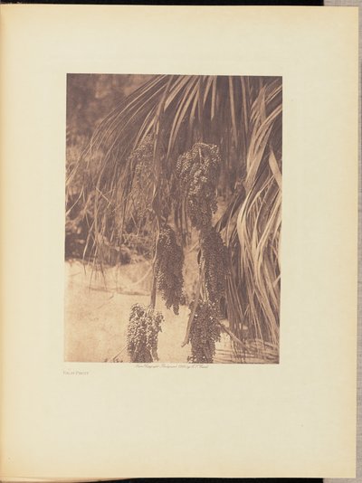 パームフルーツ 作： Edward S. Curtis