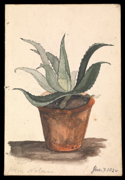 自然から」と刻まれたサボテンが生えた植木鉢 作： Edward William Cooke