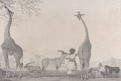 雄大で優美なキリン、またはカメレオパーズと、ガゼルの珍しい動物..., 1838. 作： Edward Williams Clay
