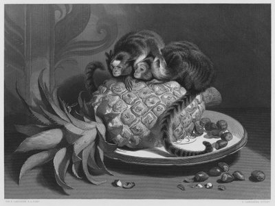 マーモゼッツ、ロイヤル・コレクションの絵から（エングレーヴィング 作： Edwin (after) Landseer