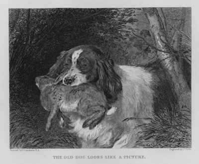 老犬は絵のように見える」（エングレービング 作： Edwin (after) Landseer