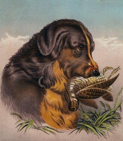 レトリーバー（カラーリトグラフ） 作： Edwin (after) Landseer