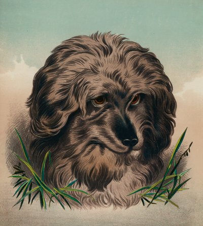 スカイ・テリア（カラーリトグラフ） 作： Edwin (after) Landseer