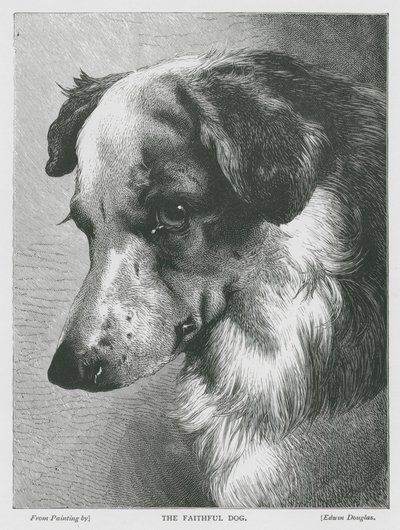 忠実な犬（エングレーヴィング） 作： Edwin Douglas