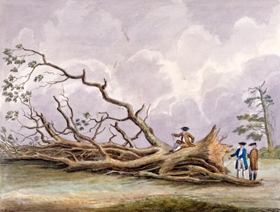 1780 年 10 月 15 日の嵐で被害を受けた木々、ローハンプトン、ロンドン 作： Edwin Edwards