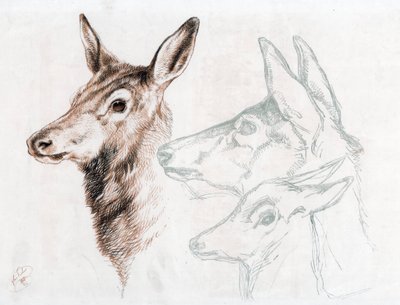 ランドシーア卿による図面のファクシミリ、1874年。 作： Edwin Landseer