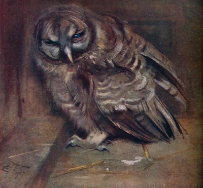 若い茶色のフクロウ、1907 作： Edwin John Alexander