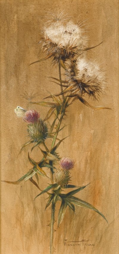アザミの頭に蝶（紙にトイレ） 作： Edwin John Alexander
