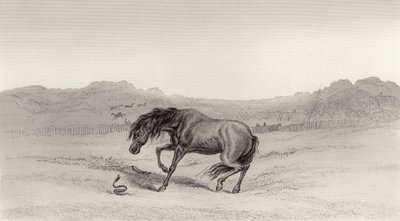 びっくり！ 作： Edwin Landseer