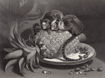 マーモゼッツ 作： Edwin Landseer