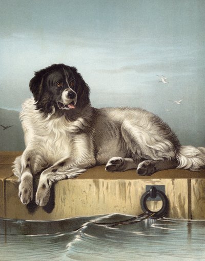 慈悲深い社会の著名なメンバー 作： Edwin after Landseer