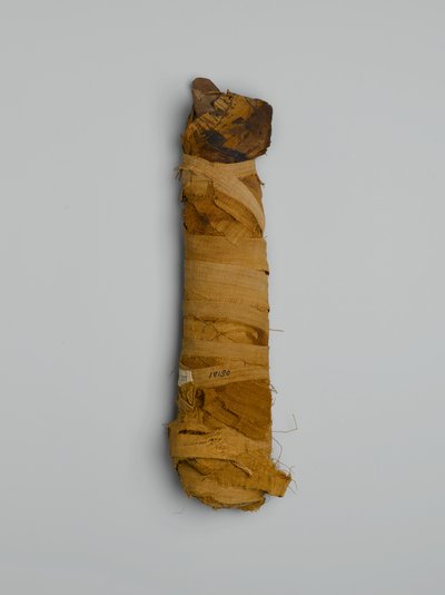カイロで購入した猫のミイラ（動物の遺体と塗装済みリネン） 作： Egyptian