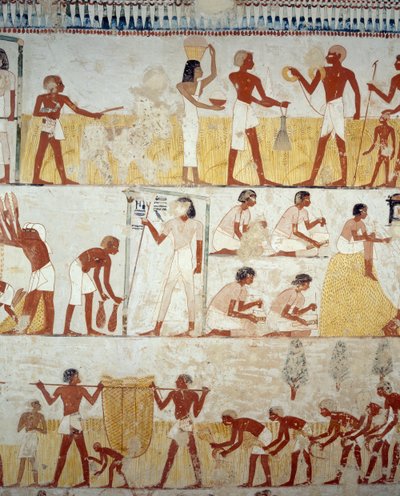 穀物の収穫、脱穀と唐箕、ルクソール、テーベのシェイク・アブド・エル・クルナ墓地、メンナの墓の前庭のフレスコ画の詳細（ユネスコ世界遺産 作： Egyptian 18th Dynasty