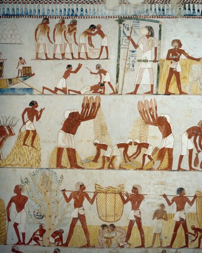 穀物の収穫、脱穀と唐箕、ルクソール、テーベのシェイク・アブド・エル・クルナ墓地、メンナの墓の前庭のフレスコ画の詳細（ユネスコ世界遺産 作： Egyptian 18th Dynasty