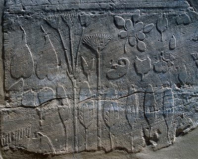 紀元前1465年、トゥトモセ3世がシリアから持ち帰った動植物の表現、レリーフの詳細、カルナック神殿群、植物園として知られる部屋（ユネスコ世界遺産リスト 作： Egyptian 18th Dynasty