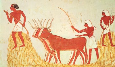 新しい王国、メナの墓からの牛を使った小麦の踏みつけ（壁画）（251665も参照） 作： Egyptian 18th Dynasty