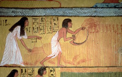 東壁の収穫シーンの詳細、セネドジェムの墓、労働者の村、ニューヨーク 作： Egyptian 19th Dynasty