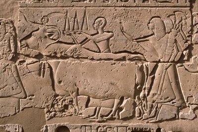 牛を率いる男たちを描いたレリーフの詳細 ラメセス2世（紀元前1298～32年）の中庭（石灰岩 作： Egyptian 19th Dynasty