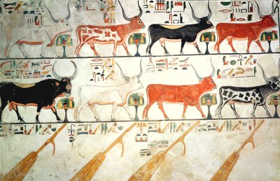 ニューキングダム、ネフェルタリの墓からの7つの天の牛と神聖な雄牛と4つの天のかじ（壁画） 作： Egyptian 19th Dynasty