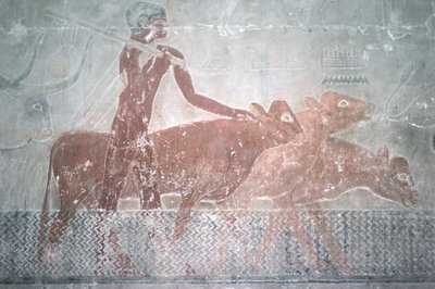旧王国、ティのマスタバ礼拝堂で運河を運んでいる牛（壁画） 作： Egyptian 5th Dynasty