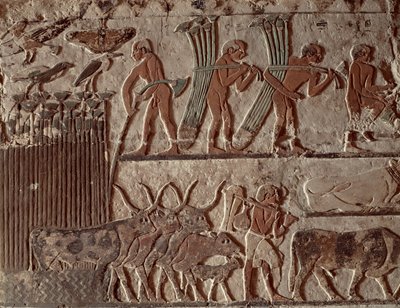 パピルスと一群の牛の収穫、旧王国（壁画） 作： Egyptian 5th Dynasty