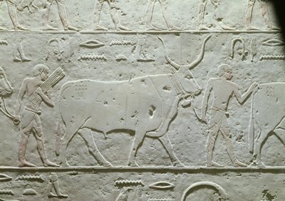 牛をリードする牧夫、アケトヘテプのマスタバの細部、旧王国のサッカラ出身、紀元前2500年頃（石灰岩塗装） 作： Egyptian 5th Dynasty