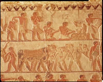 税と牛のグループ、オールドキングダムの掲示を描いたレリーフ（壁画） 作： Egyptian 5th Dynasty