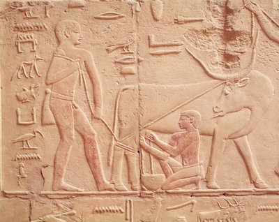 古王国・カゲムニのマスタバ（石灰岩塗装）の牛を搾乳する男性を描いたレリーフ 作： Egyptian 6th Dynasty