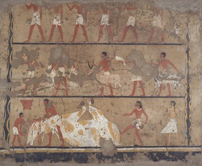 牛の繁殖、屠殺、供え物の運搬、生贄の場面、イティとネフェルの墓（壁画） 作： Egyptian 6th Dynasty