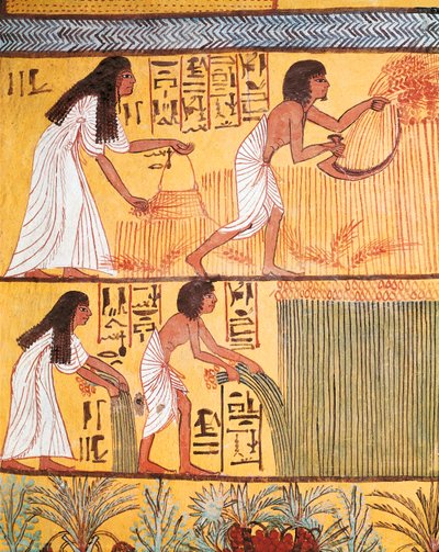 東壁に描かれた収穫シーンの詳細（「労働者の村」セネディジェムの墓より 作： Egyptian Egyptian