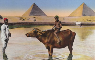 カイロ、ピラミッド、ナイル川の水牛（カラー写真） 作： Egyptian Photographer