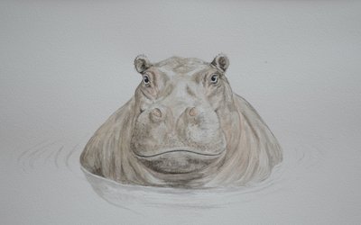 カバ、2021年（水彩画） 作： Eleanor Grafton