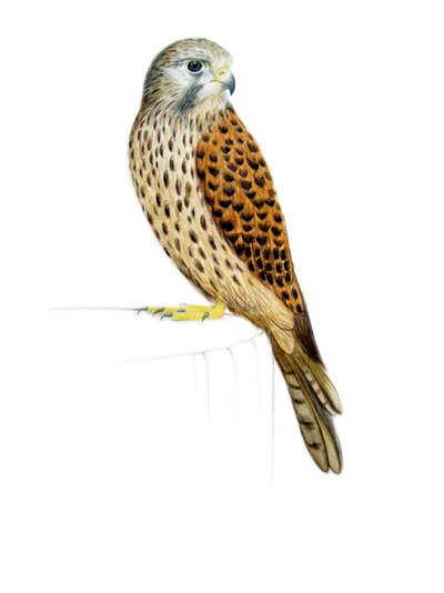 チョウゲンボウ, 2011 （水彩絵の具、鉛筆） 作： Eleanor Grafton