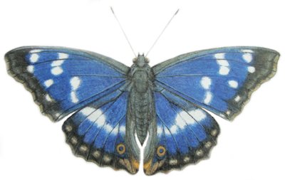 パープル・エンペラー, 2012 （紙に水彩絵の具と鉛筆） 作： Eleanor Grafton