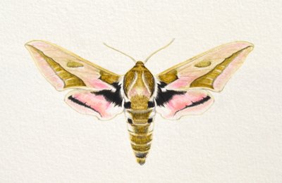 Spurge Hawk Moth, 2023（水彩画） 作： Eleanor Grafton