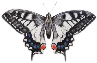 スワロウテイル, 2012 （水彩絵の具、鉛筆） 作： Eleanor Grafton