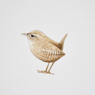 ミソサザイ、2019年（水彩絵の具と鉛筆） 作： Eleanor Grafton