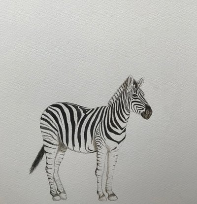 シマウマ 2018年（水彩色鉛筆、絵の具） 作： Eleanor Grafton