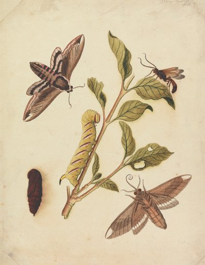 Privet Hawk Moths e Callajoppa Exaltatoria 作： Eleazar Albin