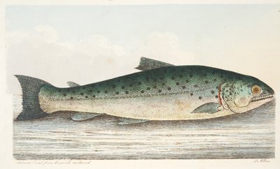 ツイードのベリックからのサーモントラウト、魚と魚の池に関するおやつ、パブ。 1832（手描きの彫刻） 作： Eleazar Albin