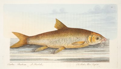 フィッシュアンドフィッシュポンドに関する論文からのバーベル、パブ。 1832（手描きの彫刻） 作： Eleazar Albin